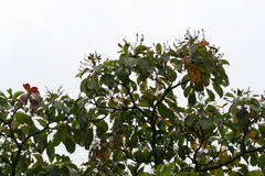 Hymenodictyon obovatum